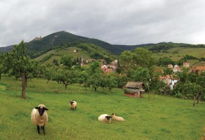 Villages of Alsace