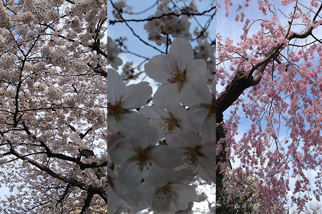 Hanami