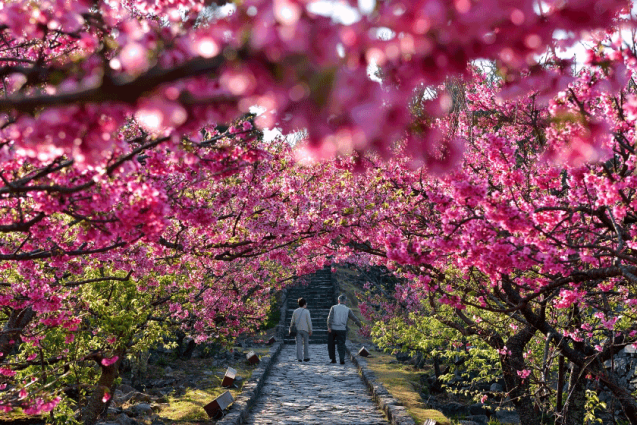 Early Bloomer: Sakura Festivals in Okinawa | Travel, Okinawa