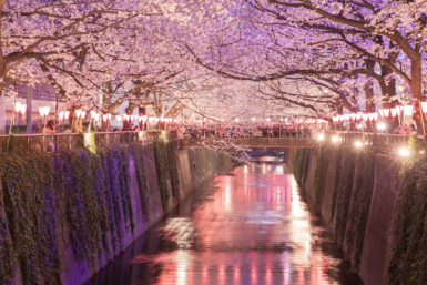 cherry blossom forecast japan 2025 meguro river