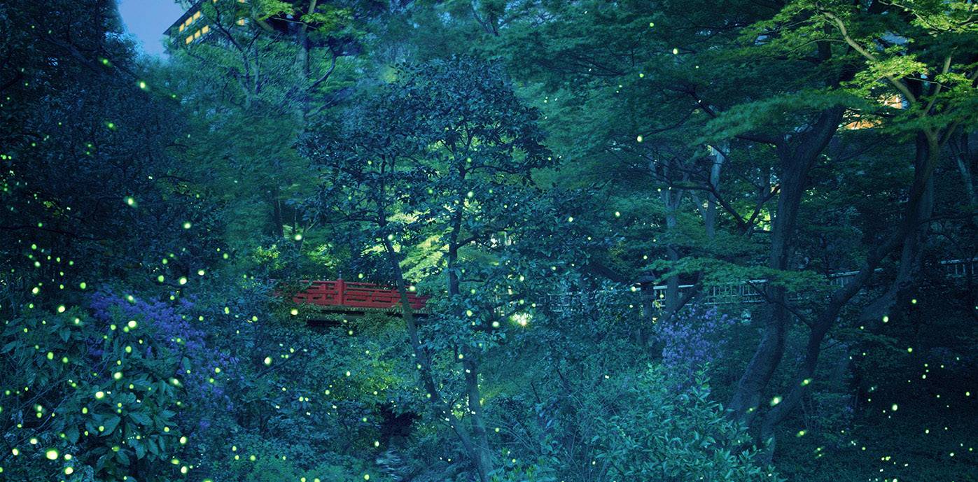 Where to Catch a Glimpse of Fireflies Around Tokyo | Guides