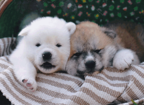 8 Reasons to Love the Akita Inu | Travel, Japanese Culture