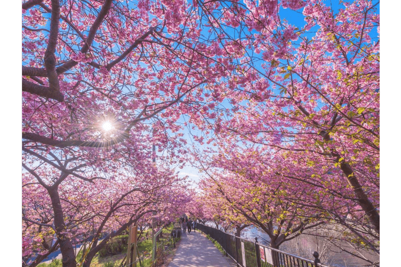 Kawazu-cherry-blossoms-sunshine