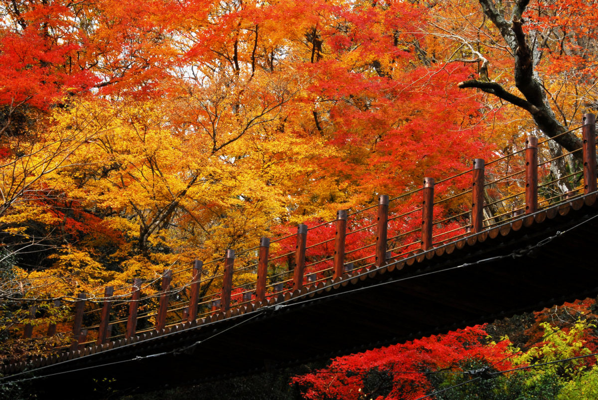 10 Kanto Spots to Make Your Photos of Autumn in Japan Pop | Guides ...