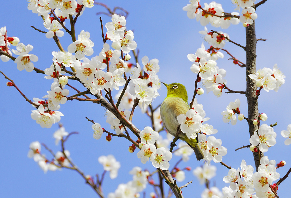 plum-blossom-in-japan