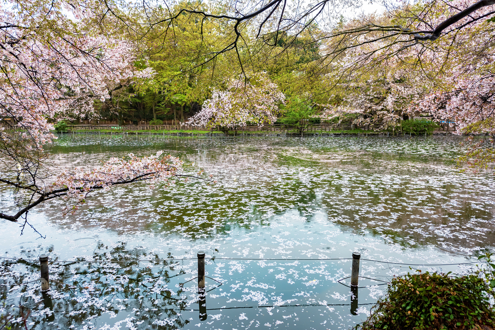 Cherry,Blossoms,Inokashira,Park,In,Musashino,,Tokyo,,Japan