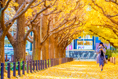 autumn leaves around tokyo