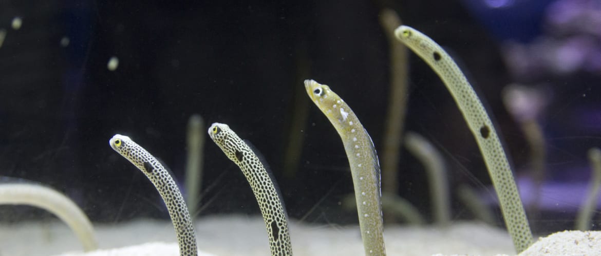 Garden Eels In Aquarium | Fasci Garden