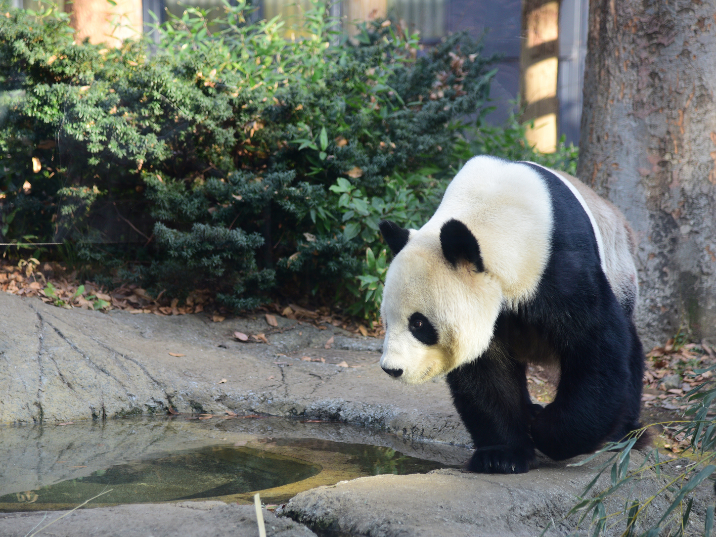 Escape the Jungle of Tokyo at Japan's Top Zoos | Tokyo Weekender