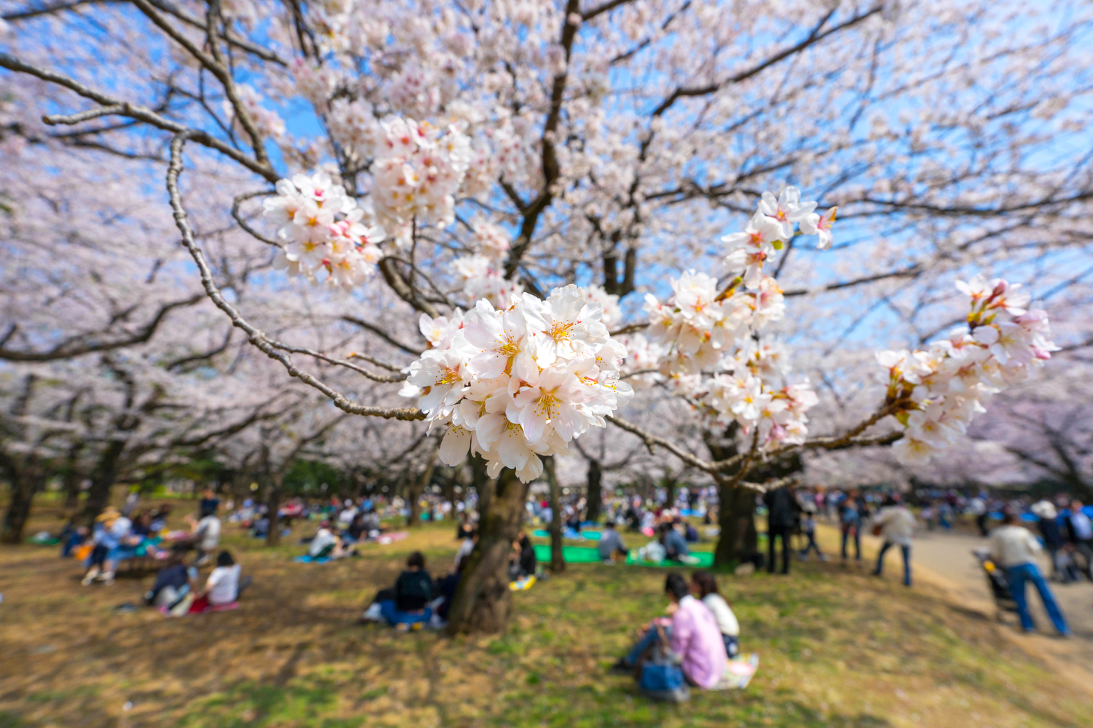 Yoyogi Park Cherry Blossom Tokyo Weekender