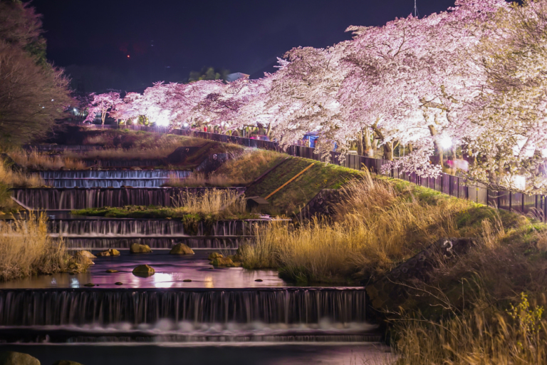 Day Trip from Tokyo Where to See Cherry Blossoms in Hakone Tokyo