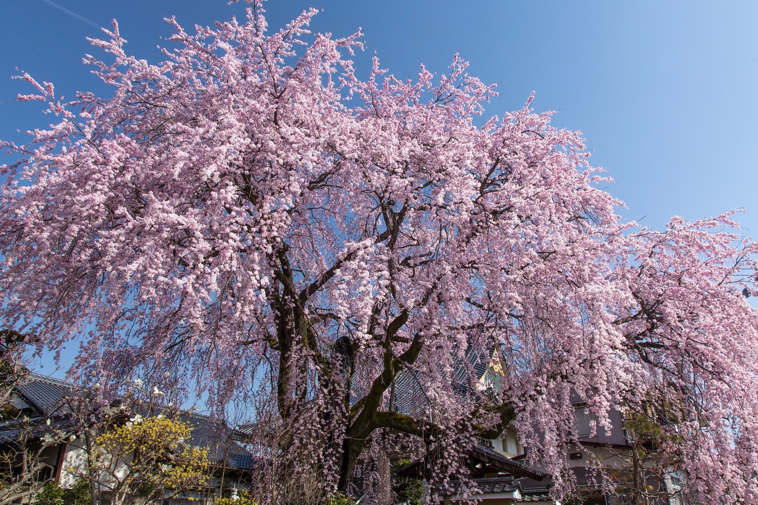 Japanese Cherry Tree Images : Japanese Cherry Tree | Bodewasude