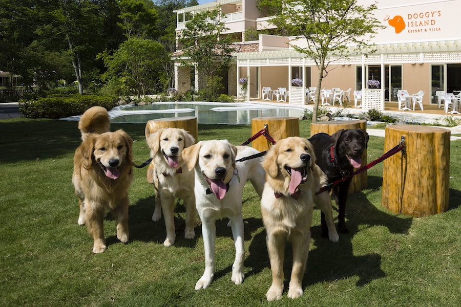 are dogs allowed on trains in japan