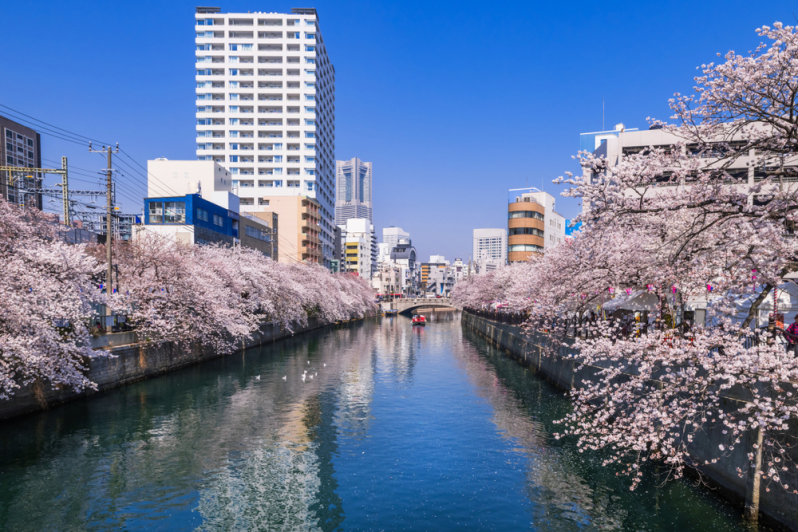 9 Best Places To See Cherry Blossoms In Yokohama | Tokyo Weekender