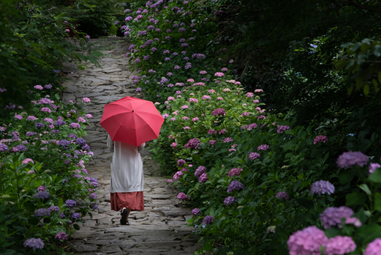 Tsuyu All You Need to Know About Japan s Rainy Season Tokyo Weekender