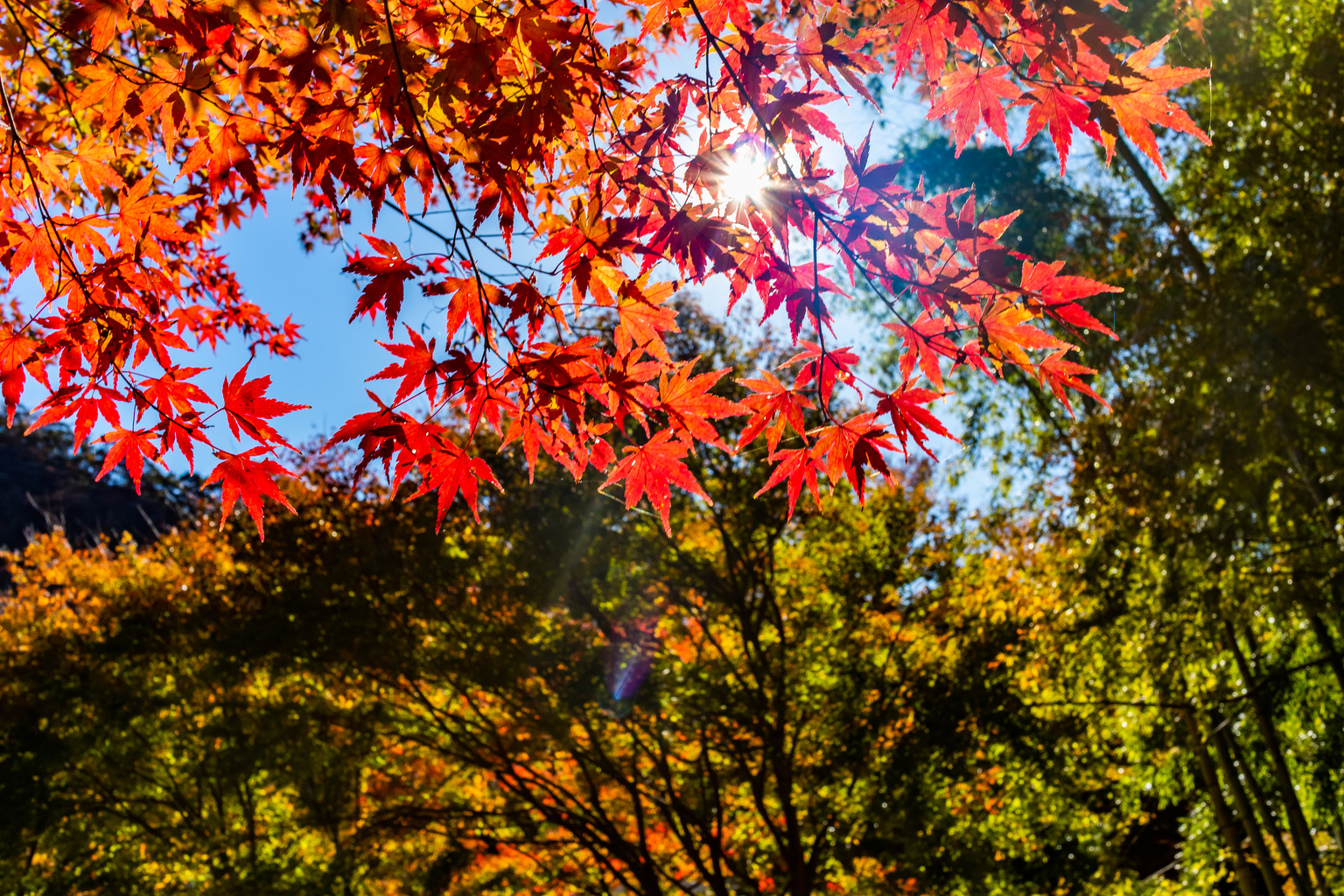 momiji-road