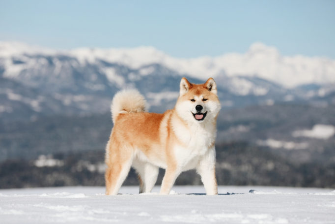 Akita,Inu,Dog,Enjoy,The,Winter