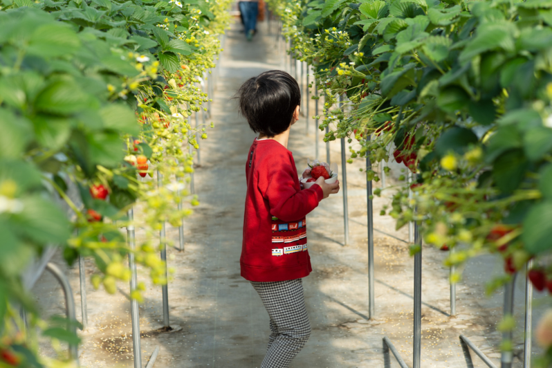 strawberry picking near tokyo