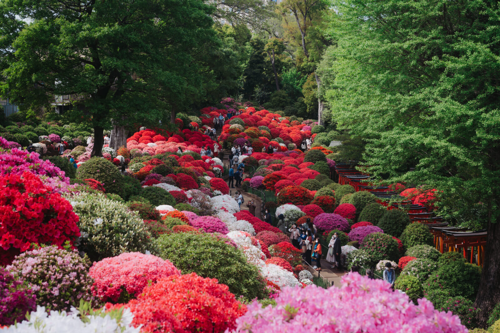 LK Nezu Shrine Azaleas 2