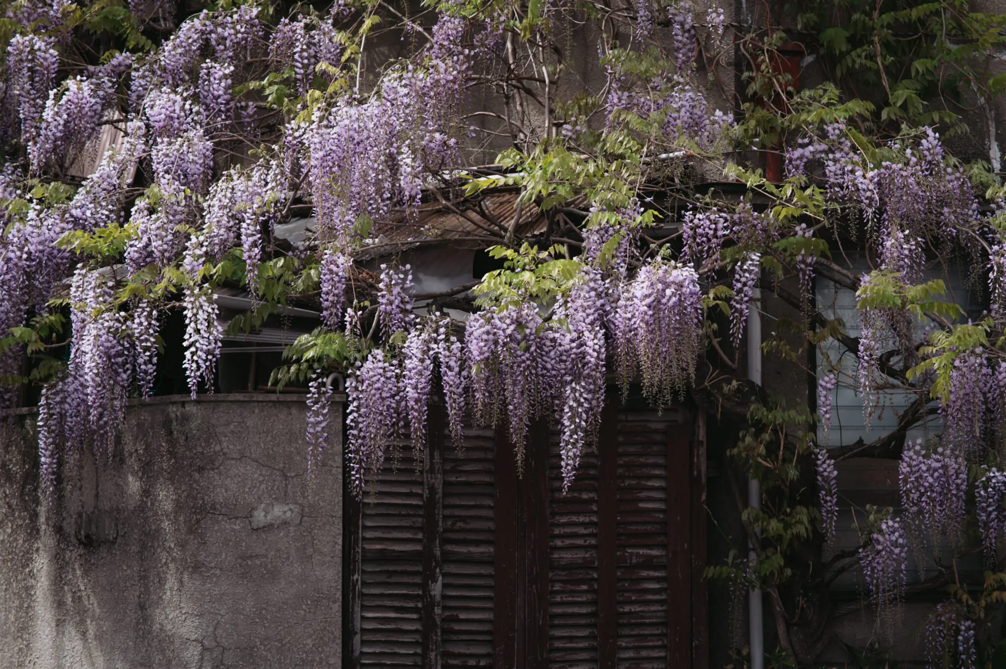 Wisteria in Japan: History, Meaning and Where To Find Them