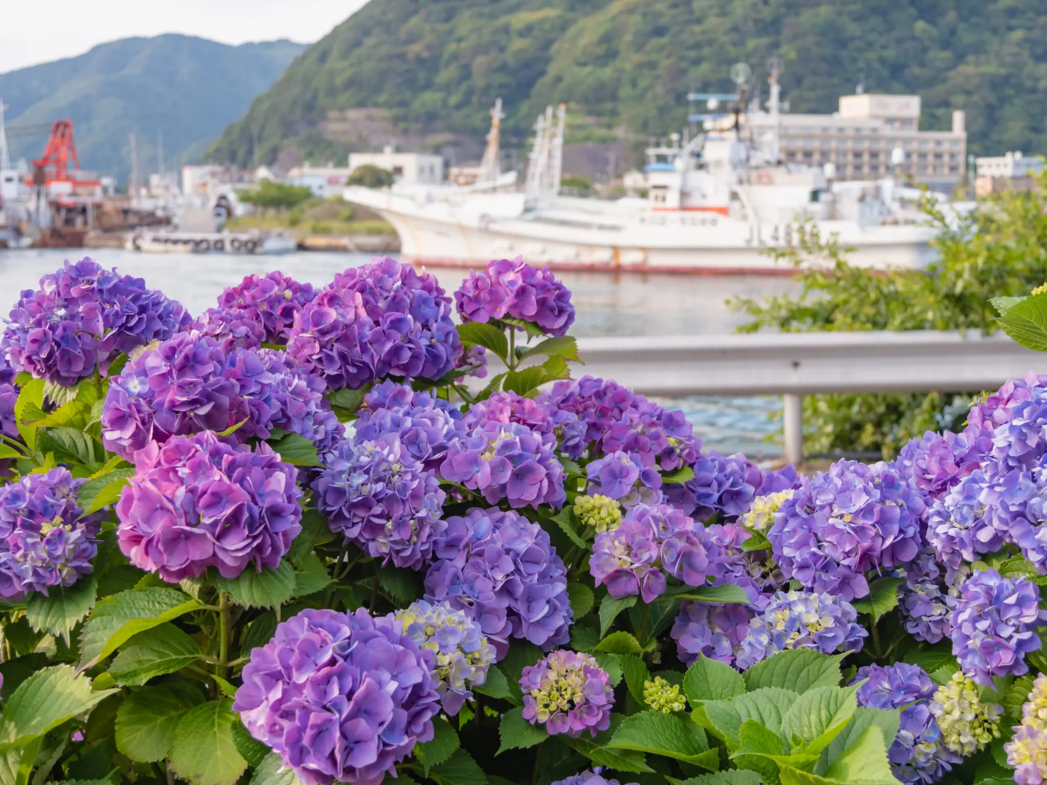 Image of Row of pink and blue hydrangea bushes in park