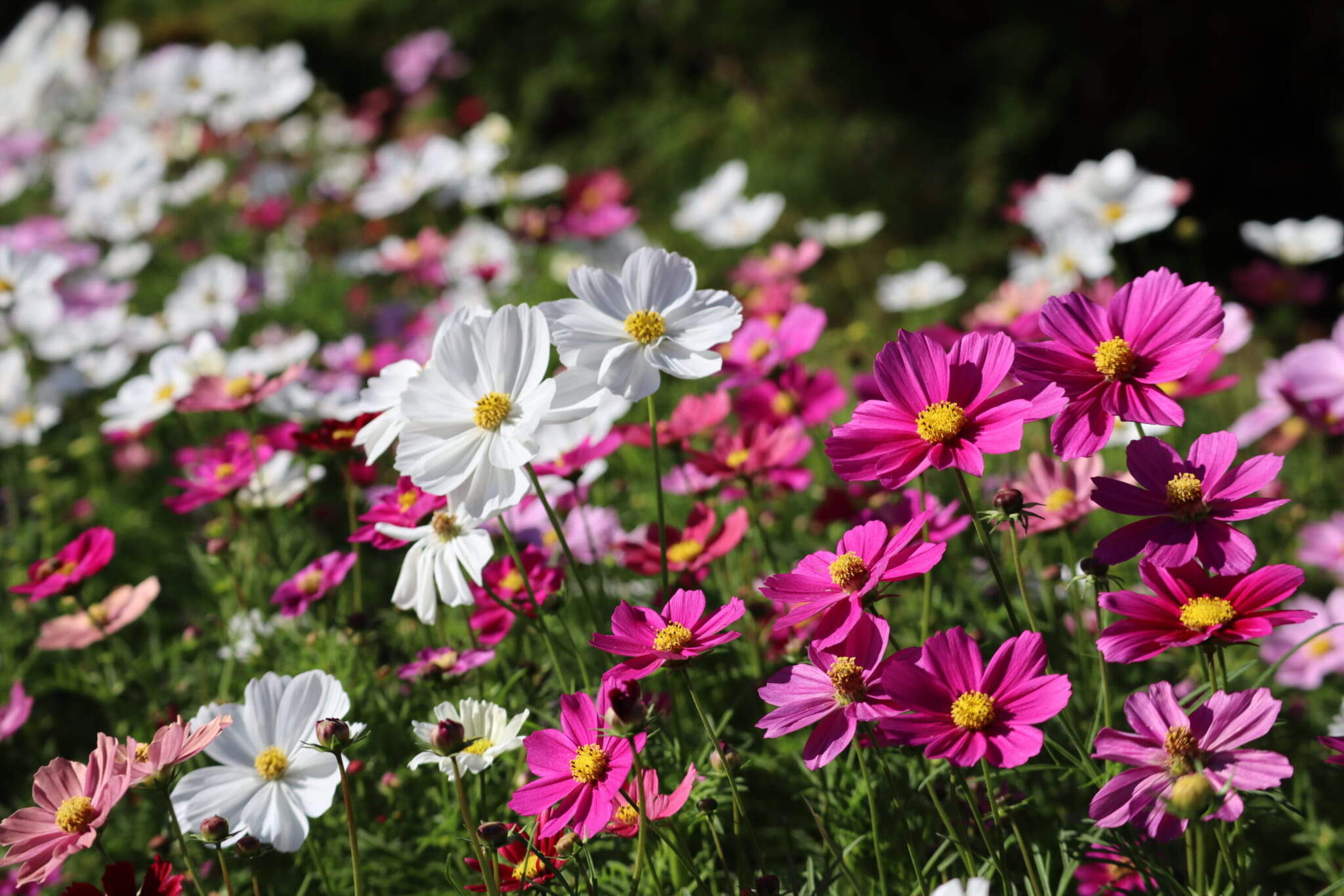 Ashikaga Flower Park