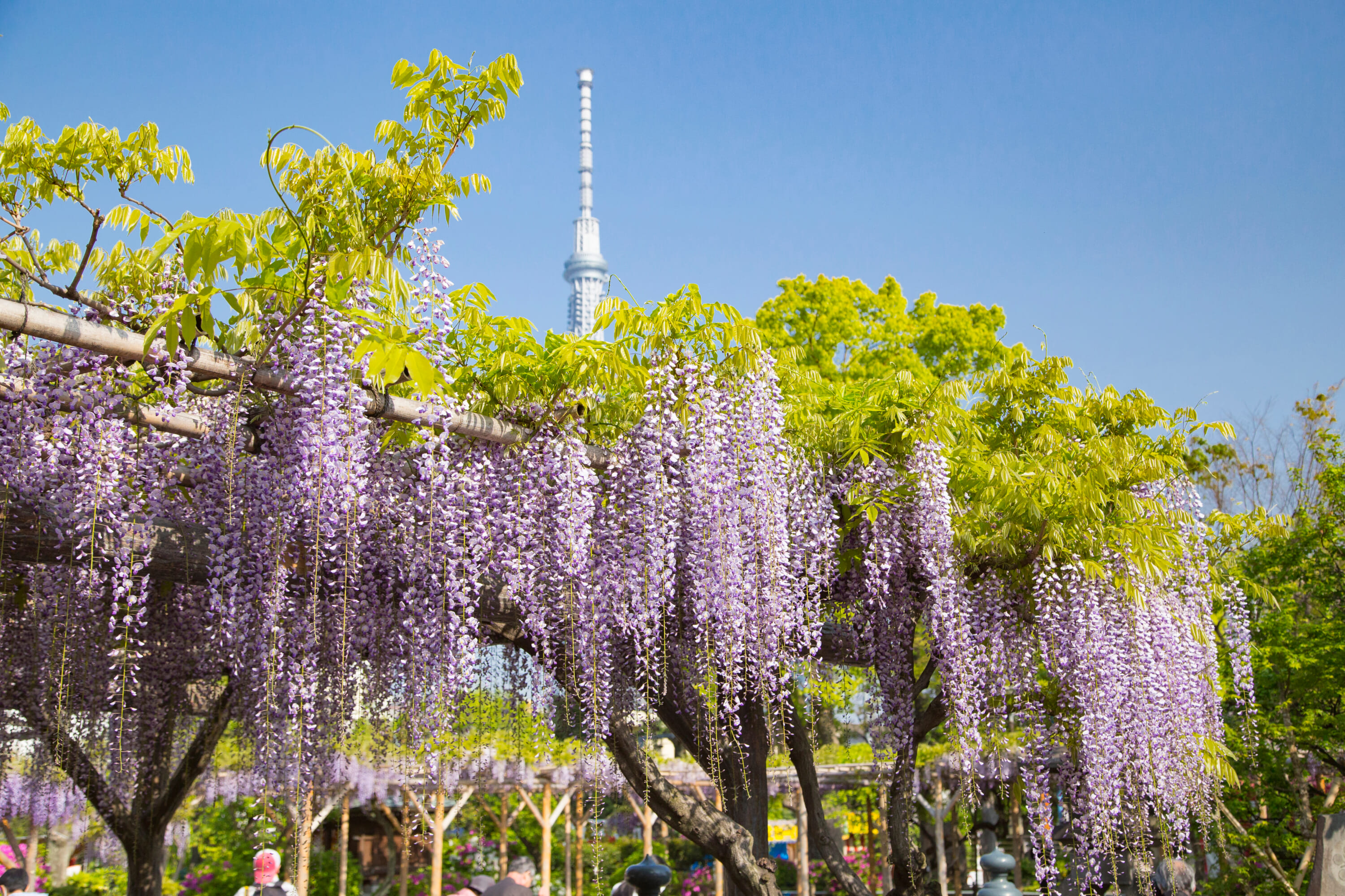 Kameido,Tenjin,Shrine,Wisteria,Festival