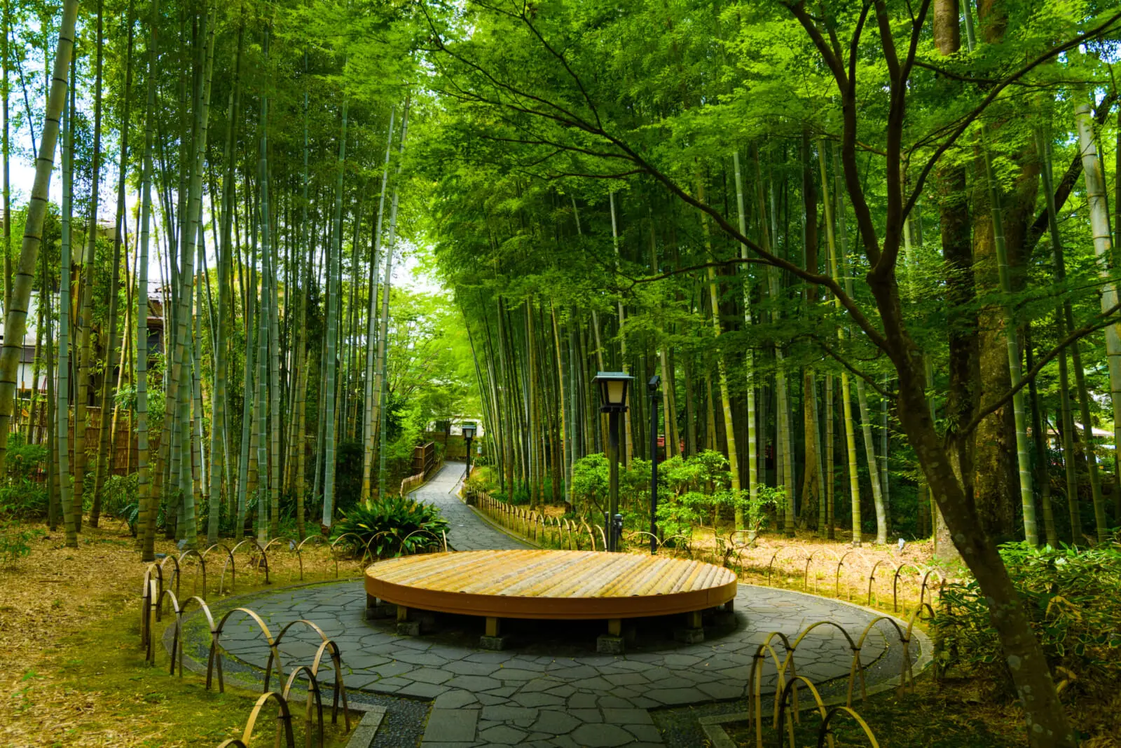 bamboo forest path
