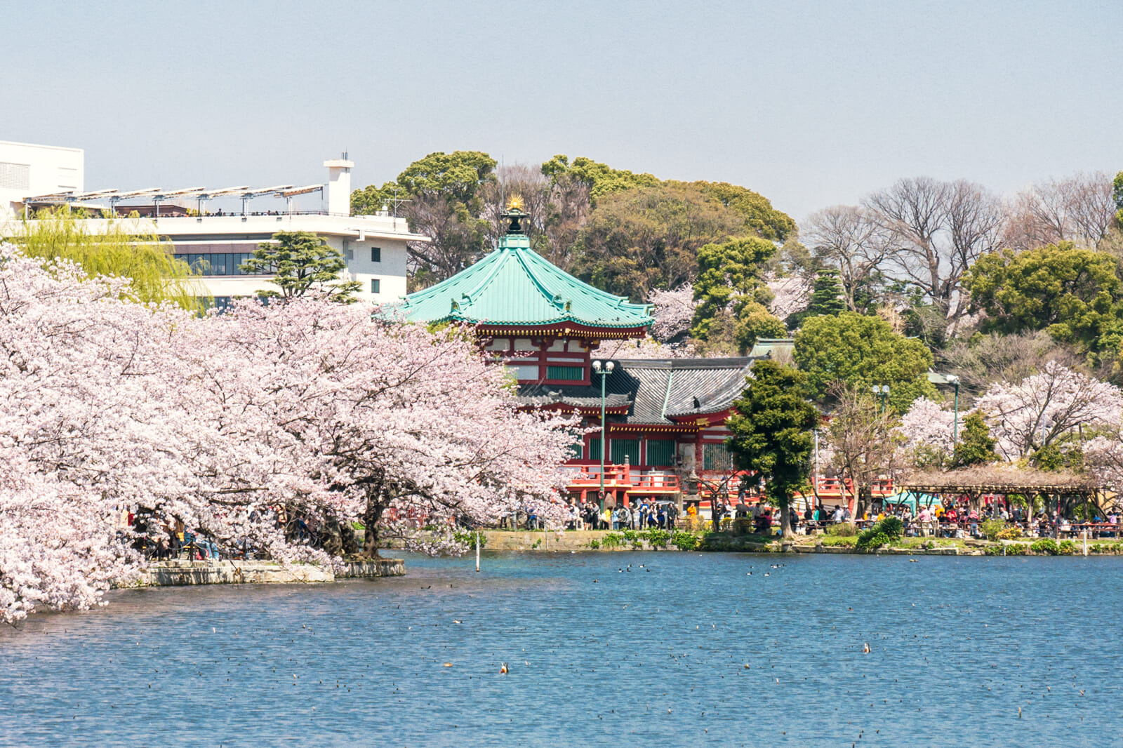 Ueno park best sakura spots spring festival