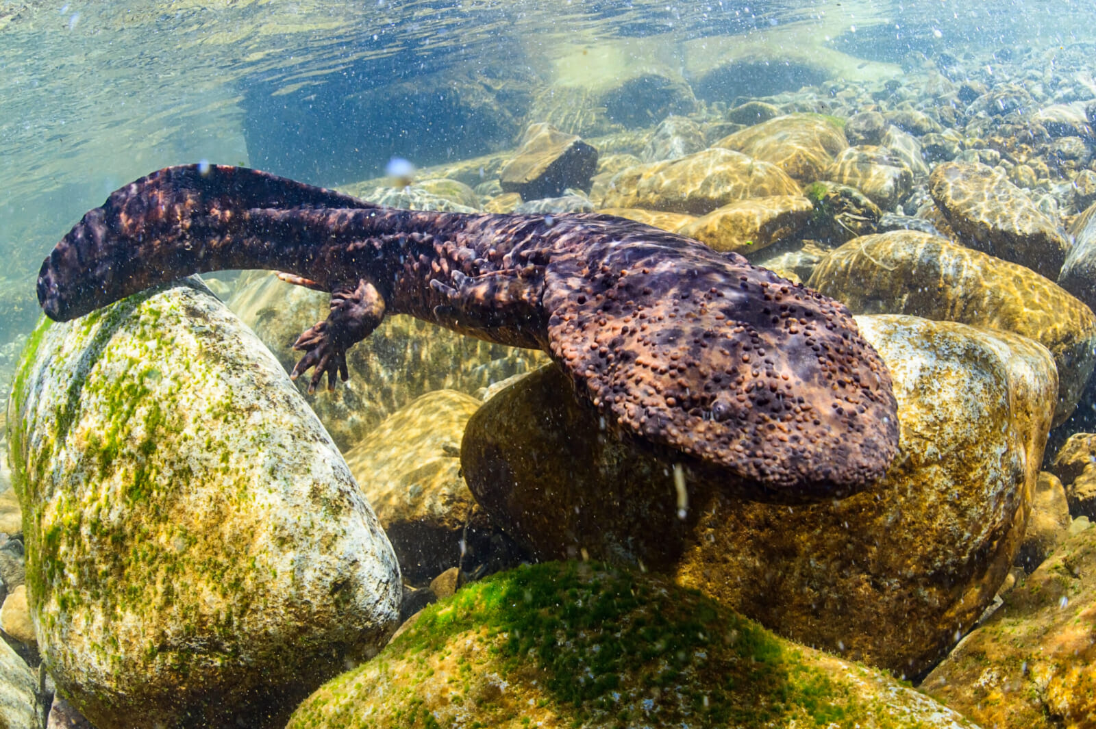 Japanese,Giant,Salamander,In,Mountain,River,Of,Gifu,,Japan