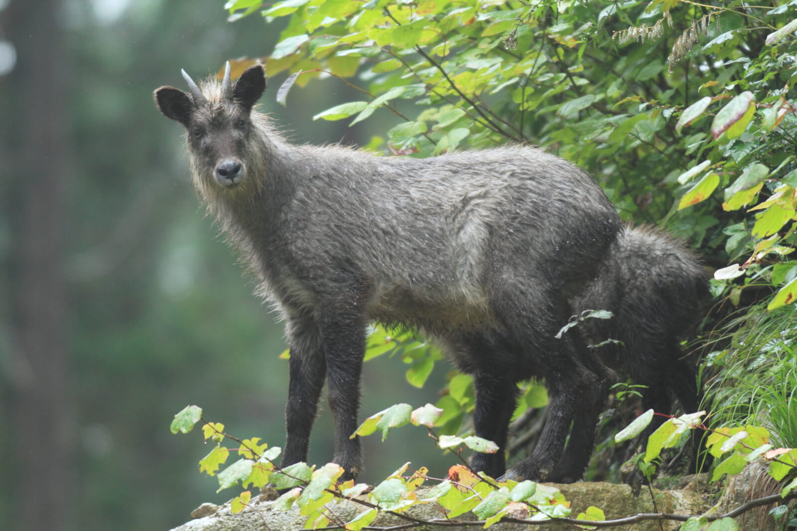 Endemic Animals Of Japan - Japanese Serow - Tokyo Weekender