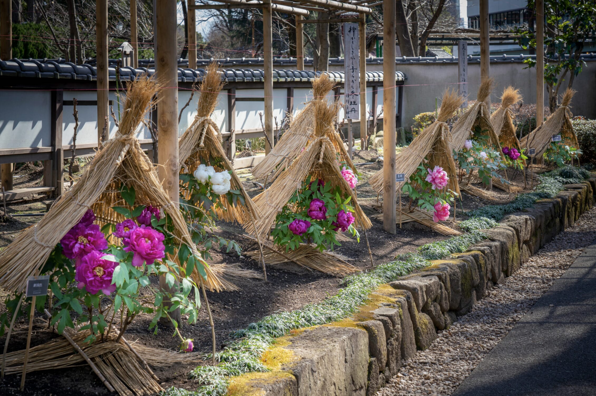 Winter Garden Flower Festival Best Flower Site