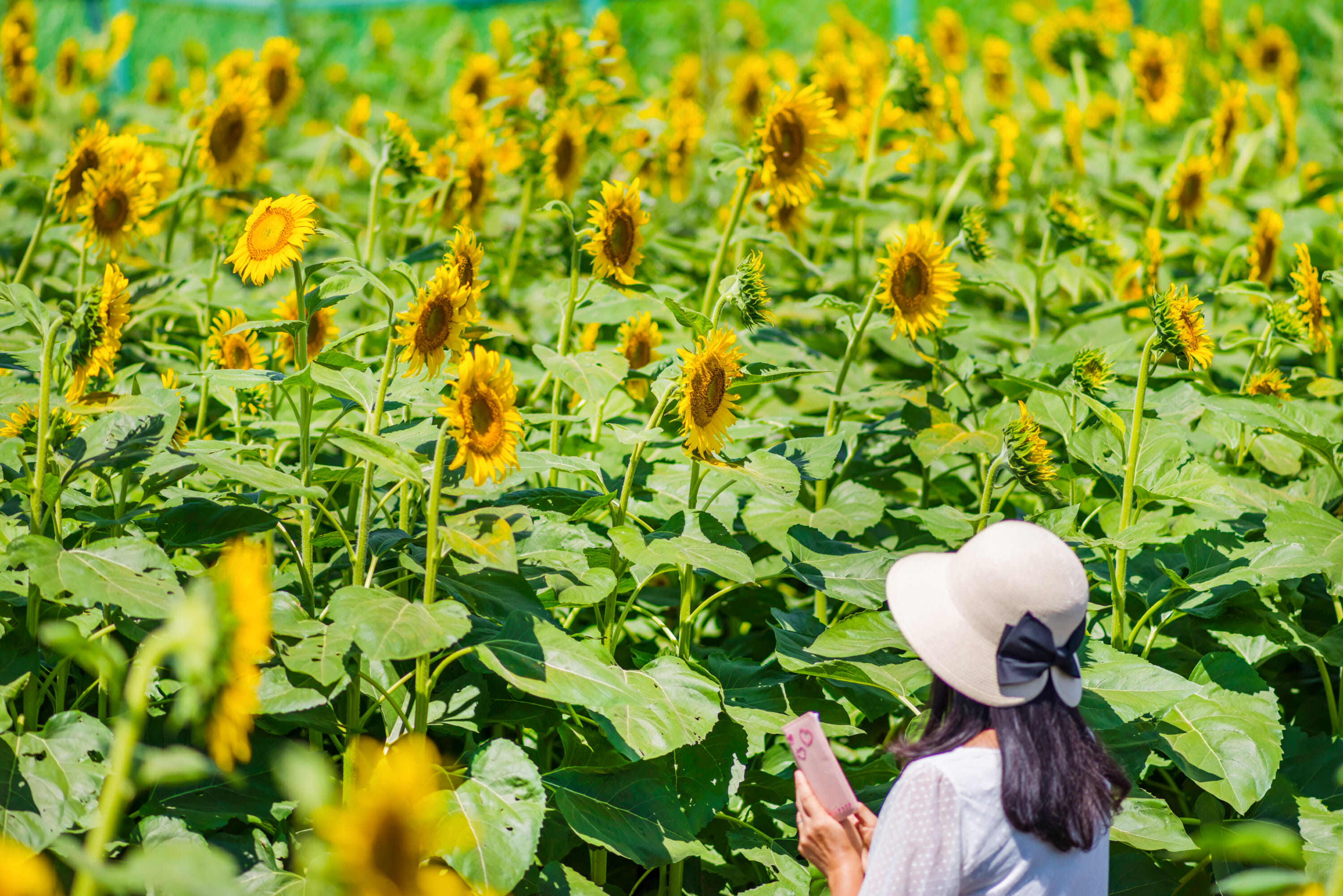 Kiyose Sunflower Festival 2024