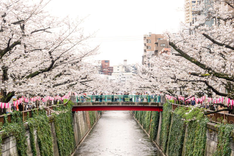 Cherry blossoms full bloom