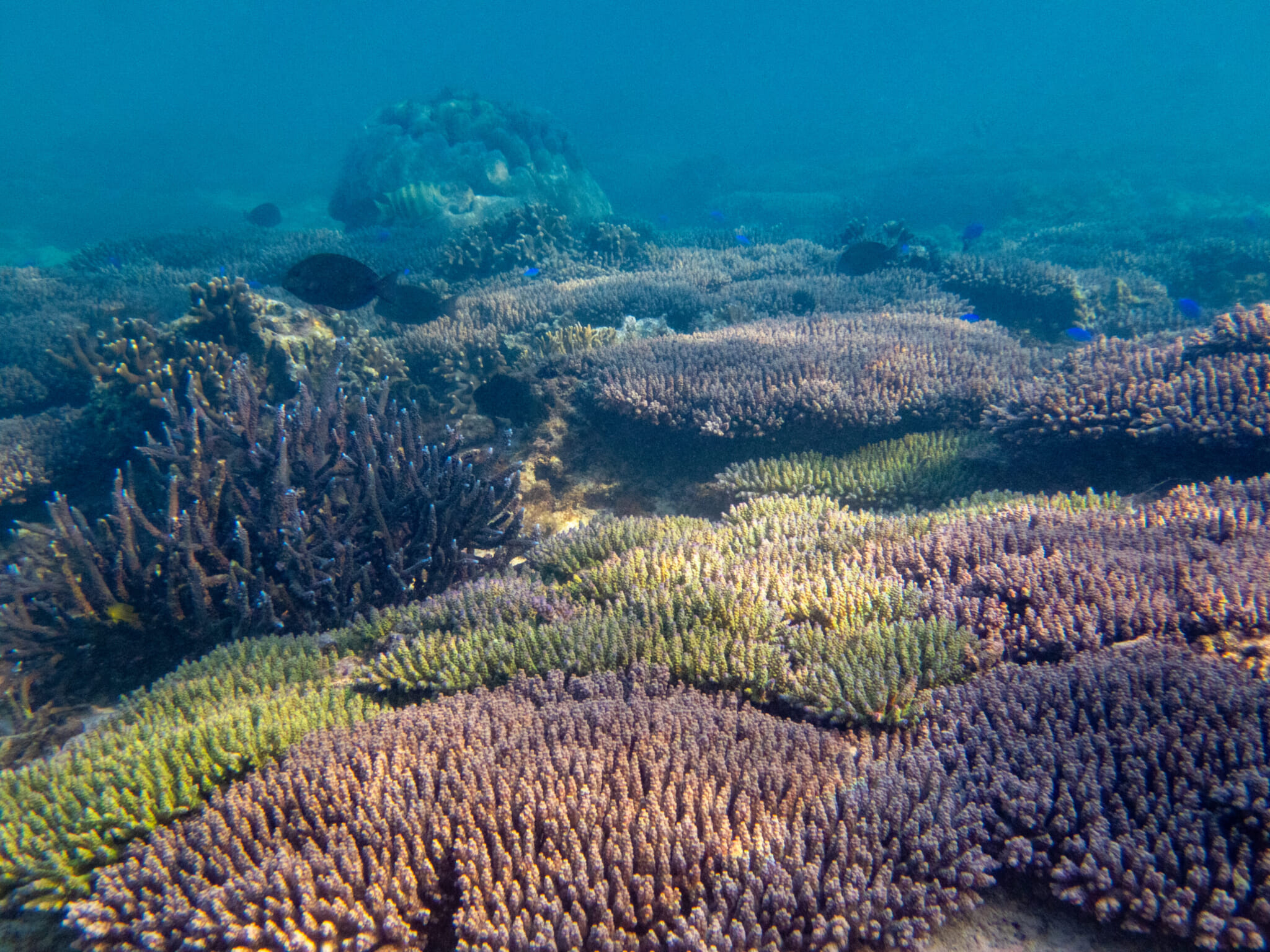 okinawa coral