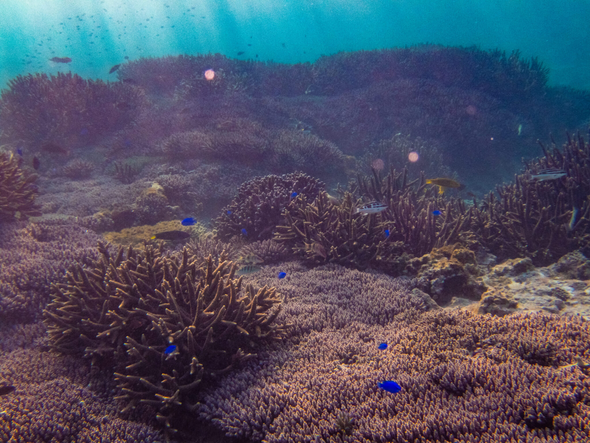 okinawa coral reefs