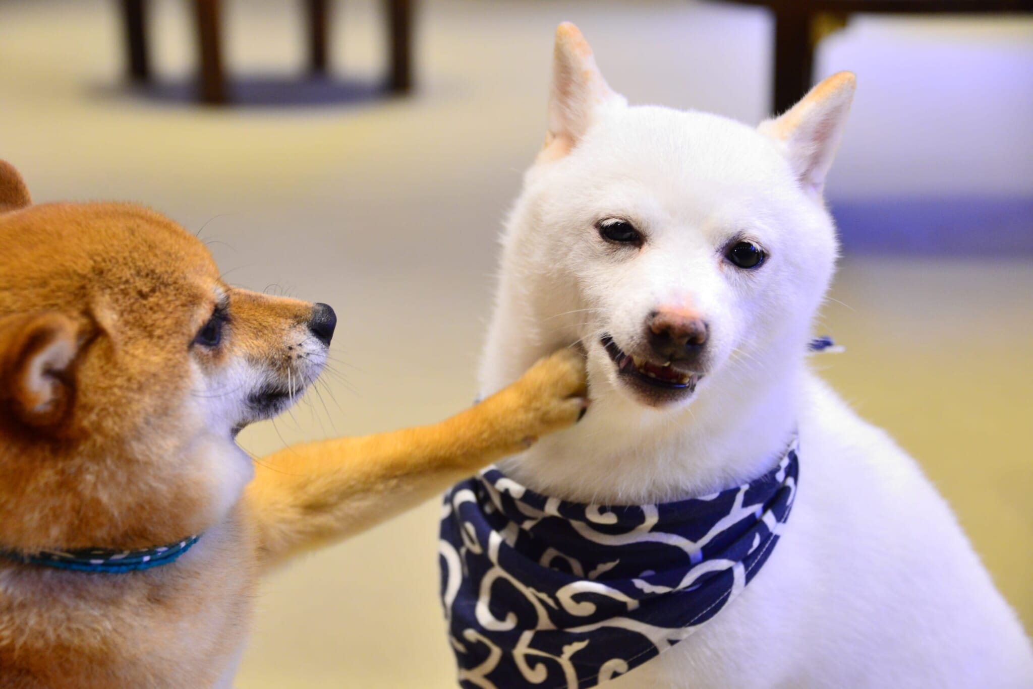 Japanese Pet Supply Stores: An Animal Lover’s Paradise