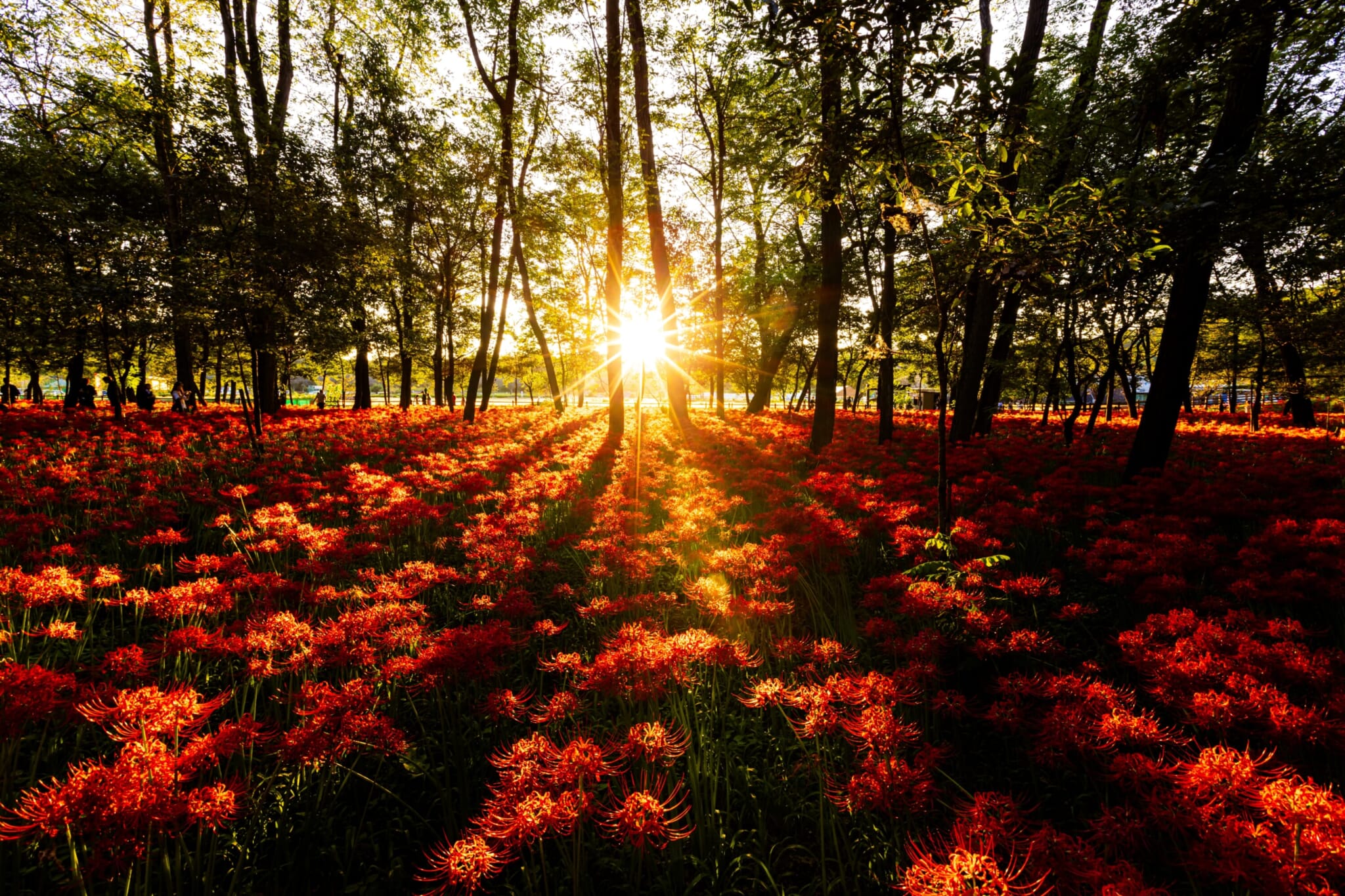 9 Best Spots to See Higanbana Spider Lilies In and Around Tokyo