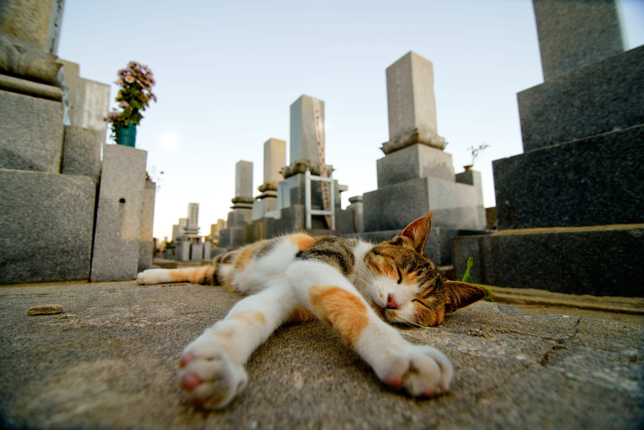 cat island japan aoshima