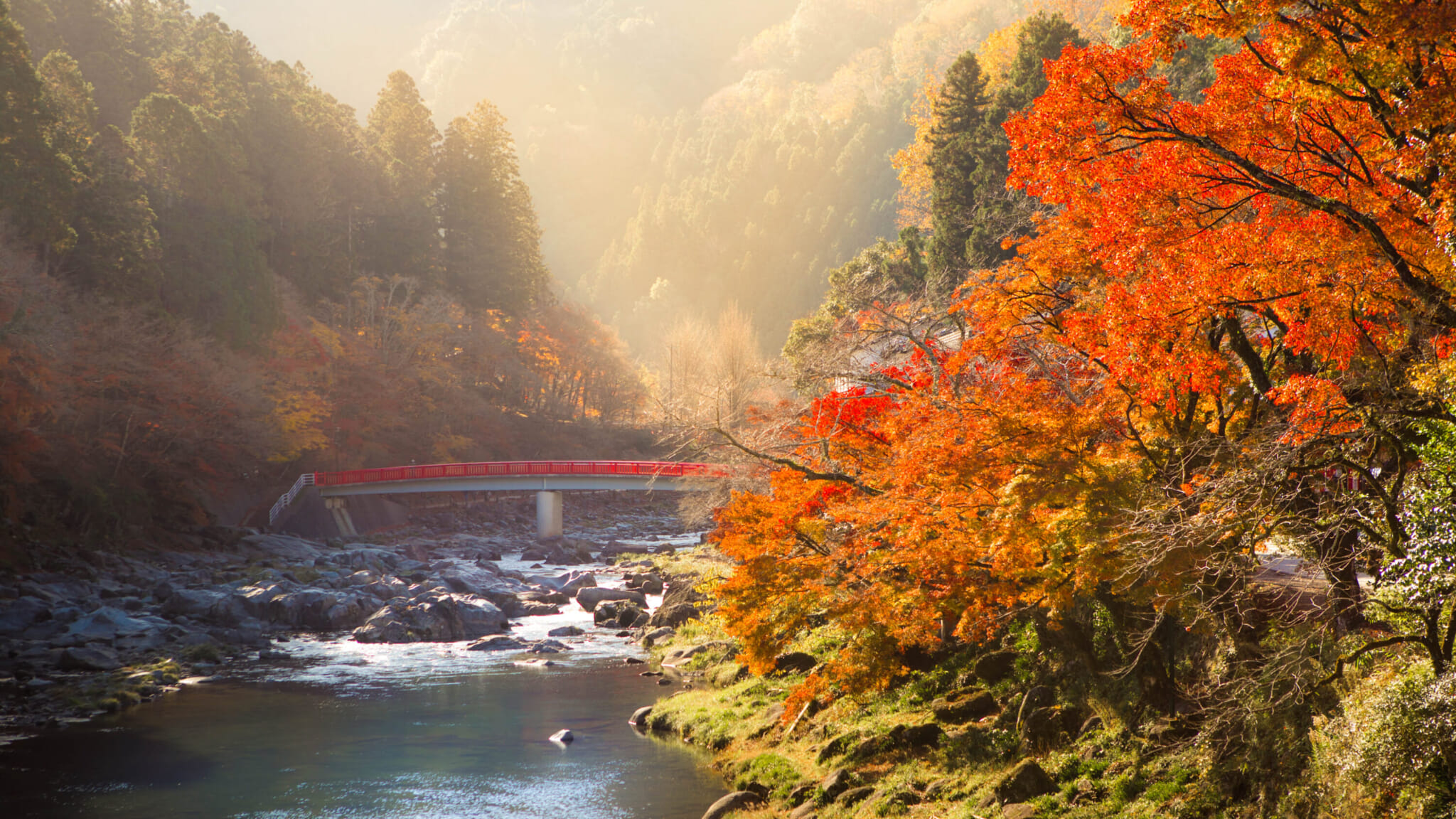 japan autumn leaves forecast 2024