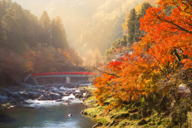 japan autumn leaves forecast 2024