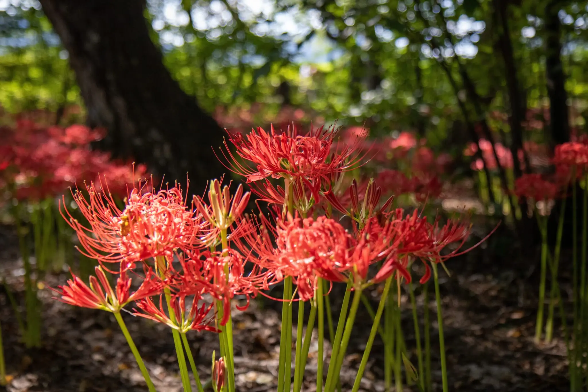 spider lilies around tokyo