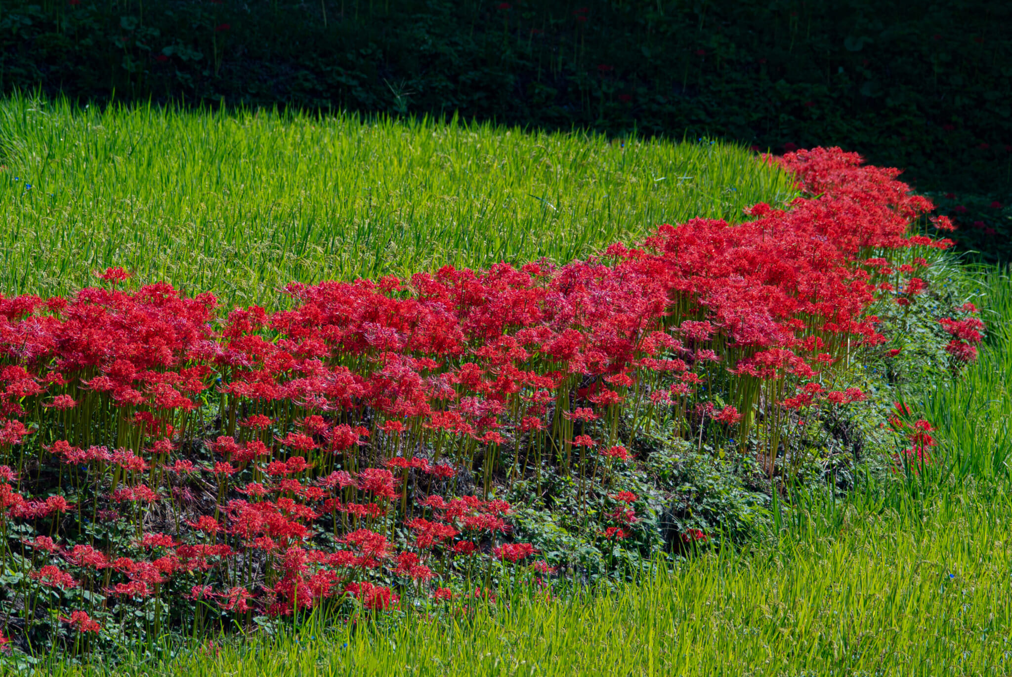 spider lilies around tokyo