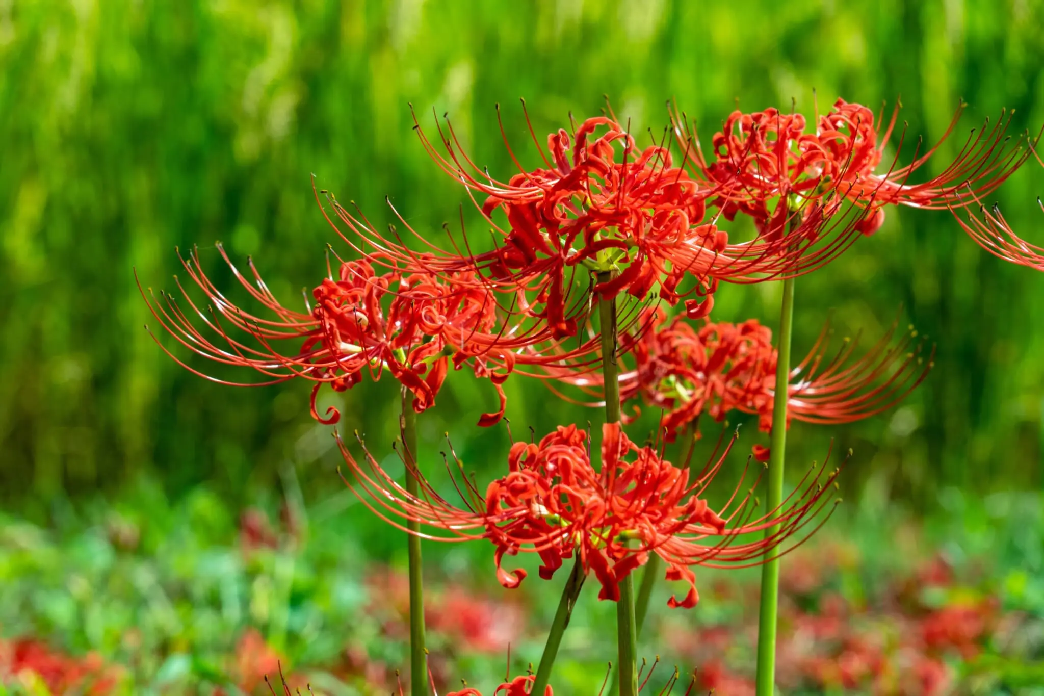 spider lilies