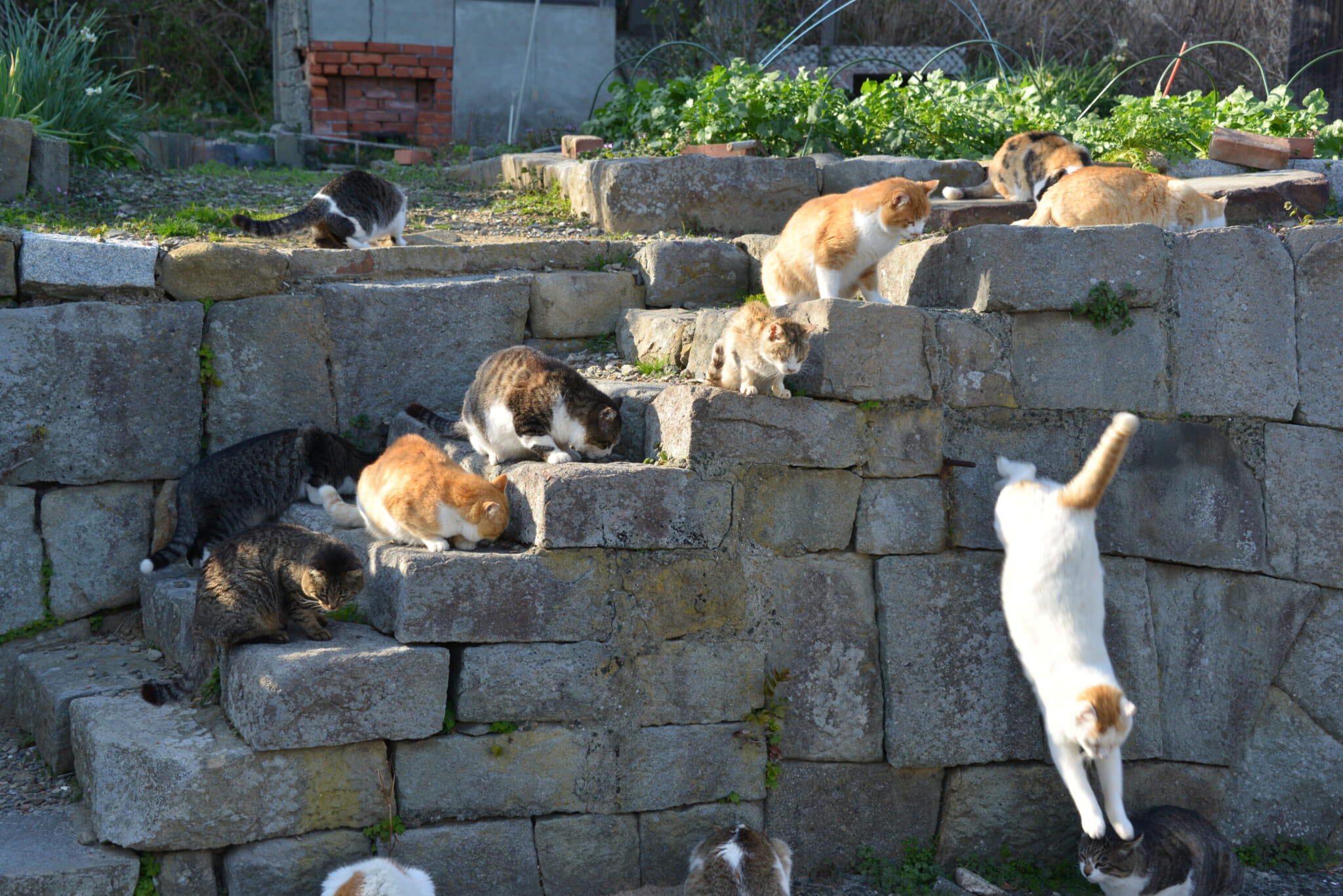 japan cat island