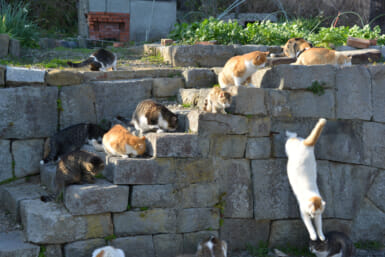 japan cat island