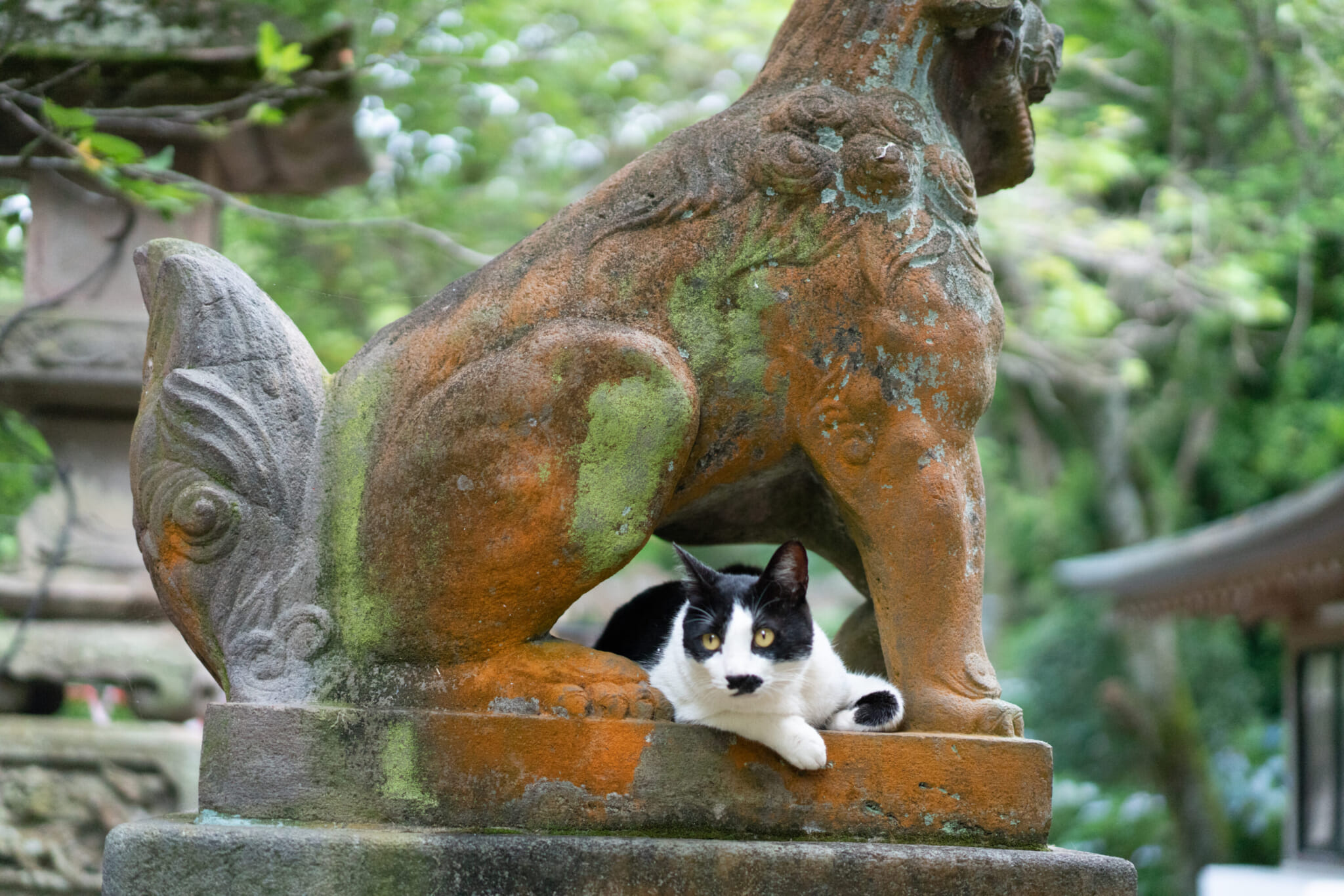 Enoshima cats, japan cat island