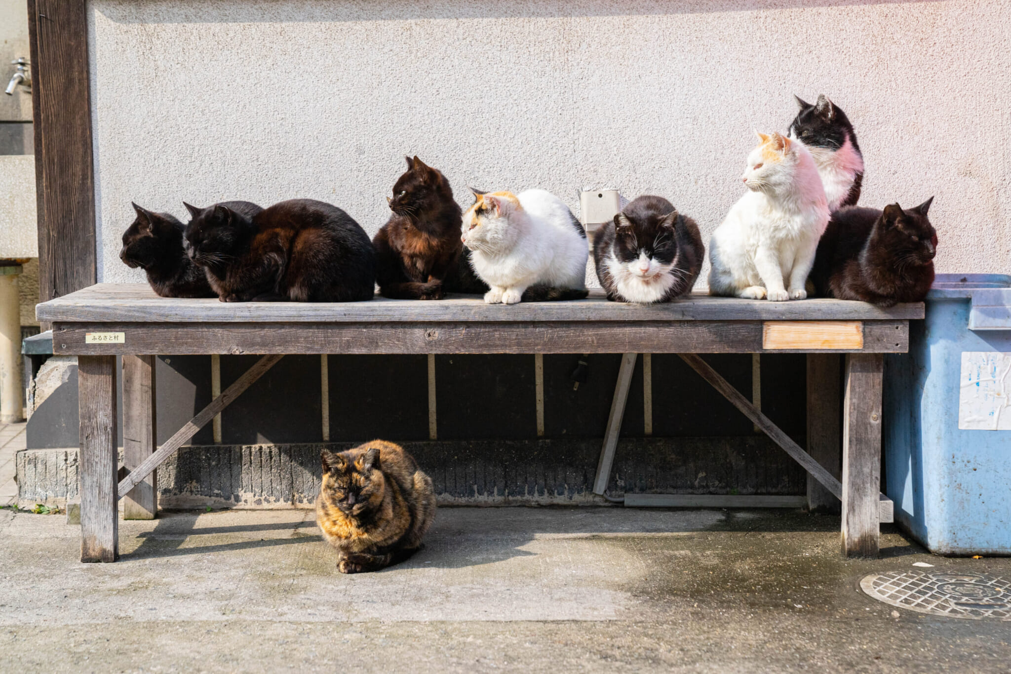 Manabeshima cats, japan cat island