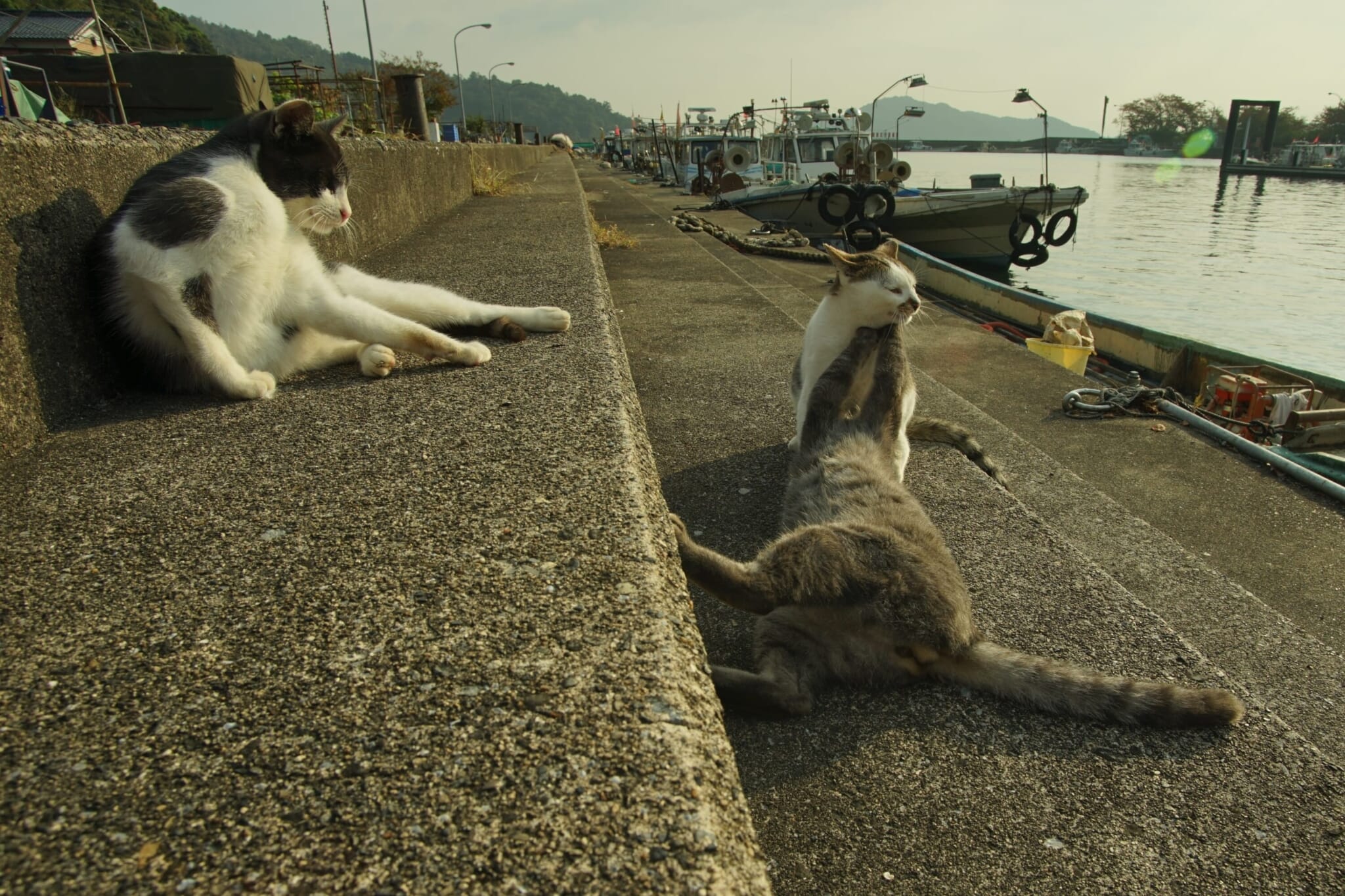  Manabeshima port cats