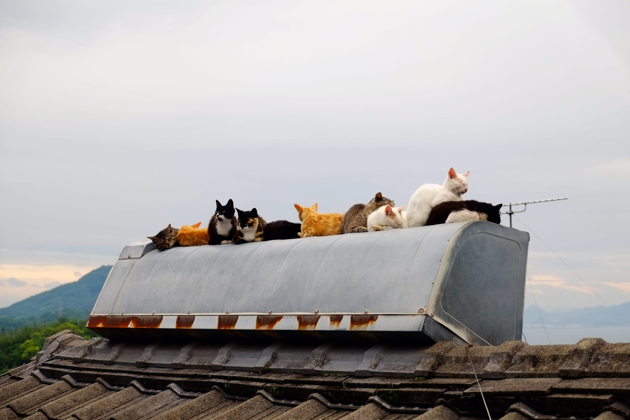 Ogijima Cats